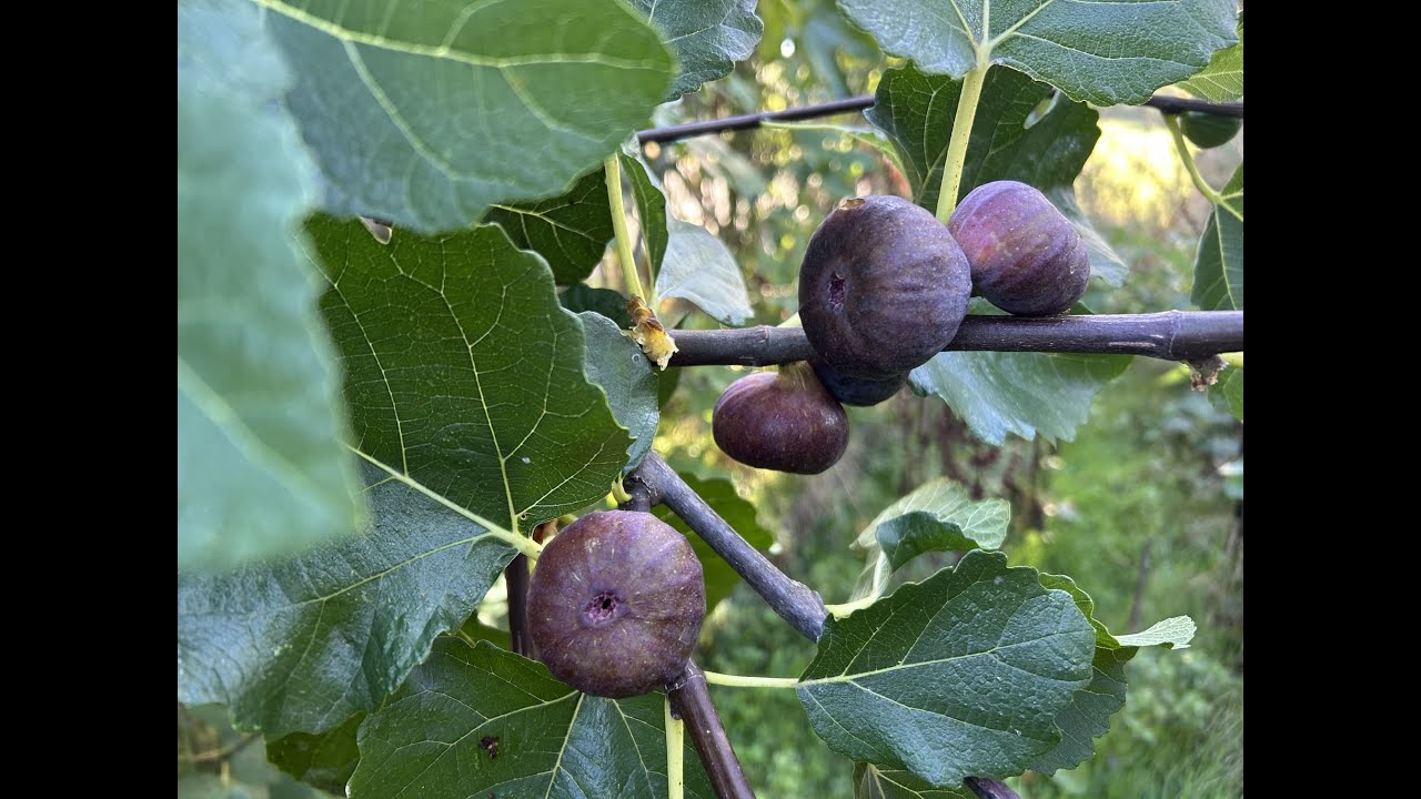 Ficus Carica. Fig. Инжир во Франции. Видео от  1-2 сентября. Сорта Honey Oregon, JEG, Ice Cristal.