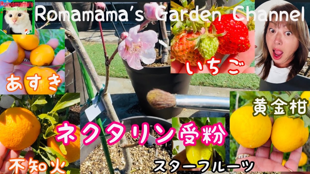 【くだもの栽培】スモモやネクタリンの受粉や肥料、柑橘の黄金柑や不知火の収穫など、まとめて紹介　#スモモ栽培  #柑橘栽培 