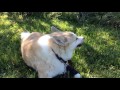 Norwegian Buhund Singing の動画、YouTube動画。