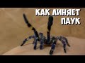 Линька ядовитого паука | Ускоренная съёмка