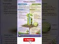 Xylem and Phloem | Structure, Function & Importance in Plants