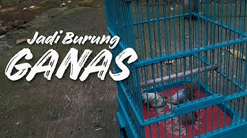Cara melatih mental burung prenjak kepala merah