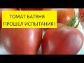 Самый урожайный томат этого года Батяня – лучший сибирский томат!