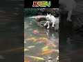 必死の犬かき　再up 　滑り落ちるときヒャゥーーって?キュートやなー 🐶😊