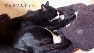 猫にふみふみされて顔がとんでもなくなるクッションのどちらも可愛過ぎたCat kneading the cushion is adorable.