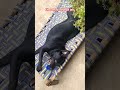 #honey #labrador #shortvideos #motivational #doglove #cutepuppy #dailyvlog #dailyshorts #trending