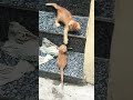 Cat fight 🤛🤜🏻