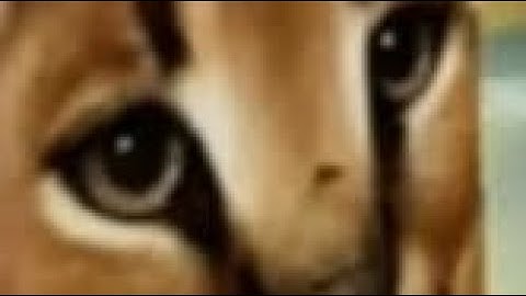 Getting the Item Duplicator in Raise a Floppa!!!!!!!