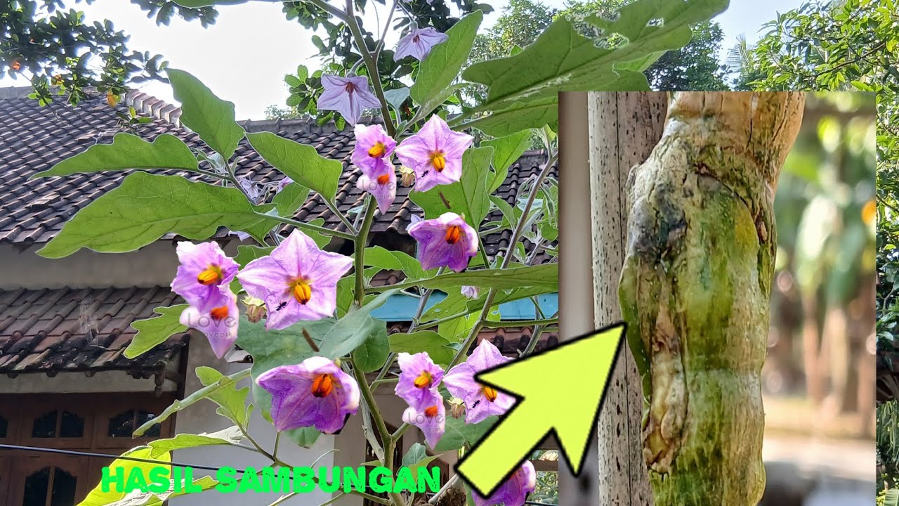 Membuka Sambungan Terong Sambung Langu