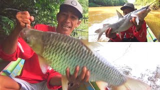 Alhamdulillah... akhirnya terangkat juga baong geso dan ikan jelawat