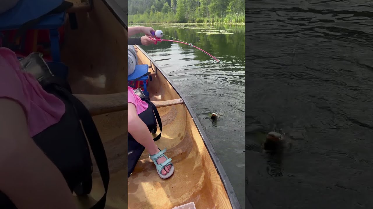  Girl Catches Another Big Bass On The Barbie Rod BassFishing BarbieRod FishingGirl Fish