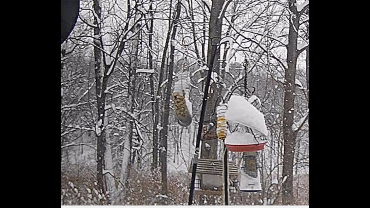 Bird Feeder - February 3rd 2025 at 10am