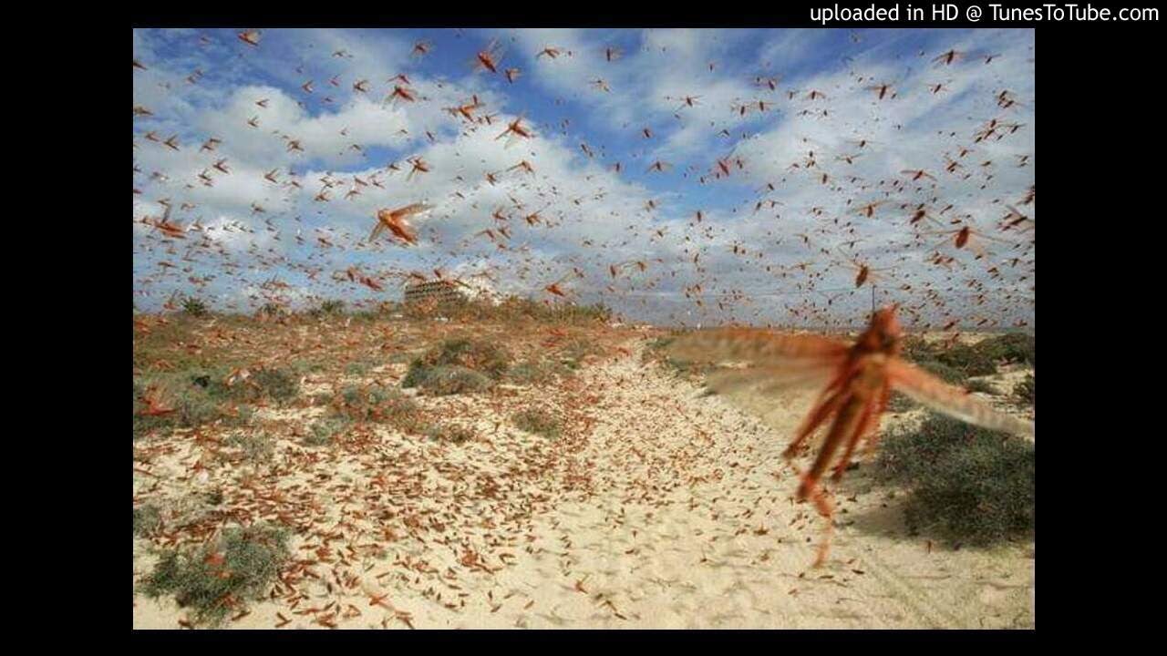 ORACIÓN CONTRA TODA PLAGAS DE ENFERMEDADES