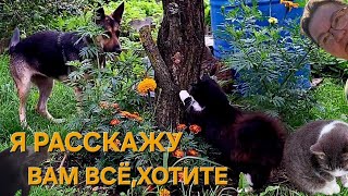 картинка: Страшно заросшая теплица_Лес_🪰 Охота на МУХ_ОДНА В ДЕРЕВНЕ