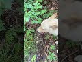 Come Take A Hike With Me; Part 44: Spore Bursting Mushrooms