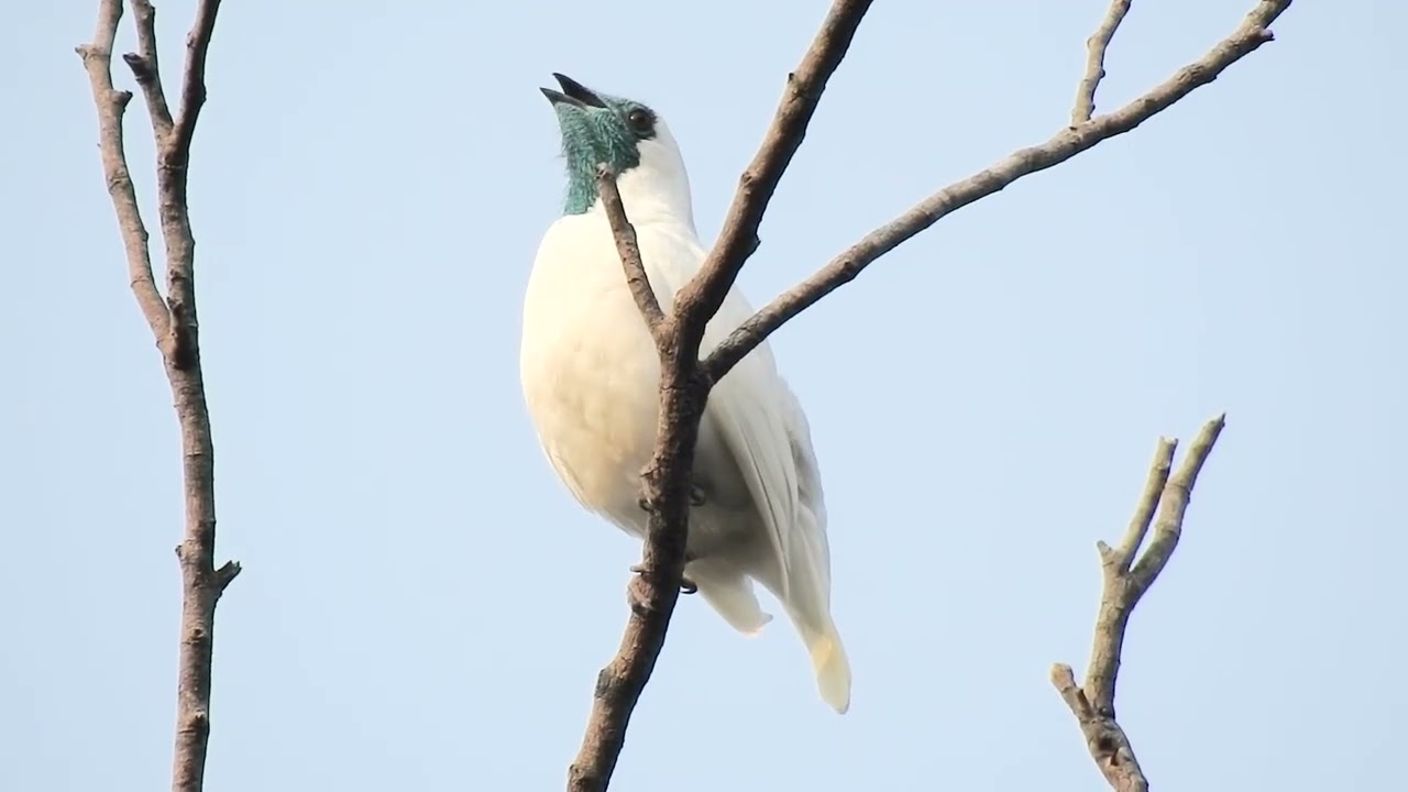 Loud Birds: Bare-throated bellbird