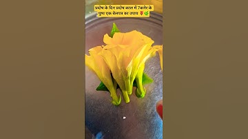 प्रदोष के दिन प्रदोष काल में 7कनेर के पुष्प एक बेलपत्र का उपाय 🌿 #youtube #shorts #pradosh #trending