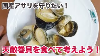 国産アサリを守りたい！天敵巻貝を食べて考えよう！