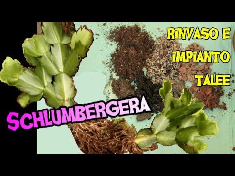 Video: Come Trapiantare Un Decabrista? Trapianto Di Schlumberger A Casa. In Quale Vaso Si Può Trapiantare Lo Zygocactus? Cura Dei Fiori