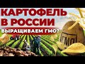 Мифы о картошке | Почему Диетологи не любят Картофель | Стоит ли бояться ГМО? Андрей Даниленко