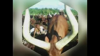 limbu MKWAJAZA ngwana nzile UJUMBE wa kondela