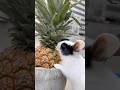 Rabbit eating pineapple 🍍 #mybunny #pet #petrabbit #shorts #youtubeshorts