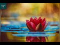 Beautiful Flowers Relax MUSIC | Birds Singing | Instrument Music | Stress Relief Music | NDF Music.