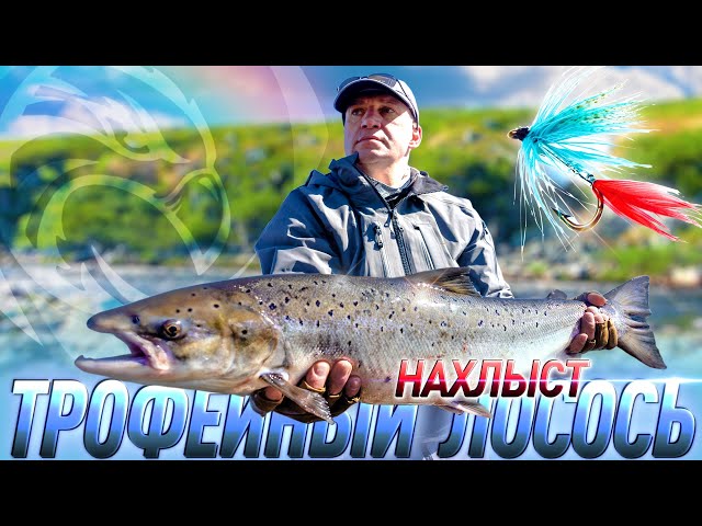Трофейная рыбалка! Нахлыст на Кольском полуострове [4K]