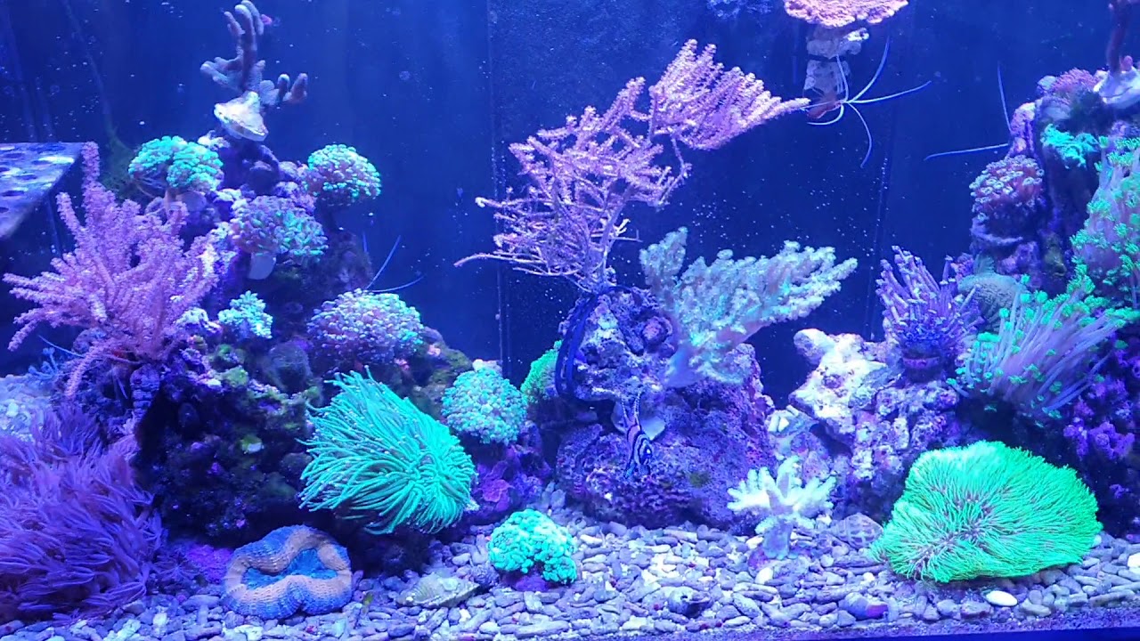 Aktuell ohne Gelbfilter