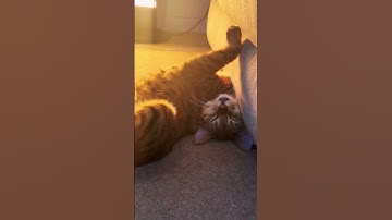 Catnip be catnipping #reggecat #savannah #cat