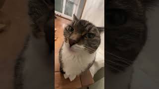 Kedi Kartonu Çok Sevdi... Sonunda Öptü