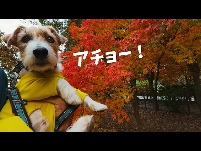 I walked through the autumn leaves in the park with my dog. - YouTube