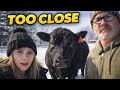 Did We Get WAY Too Close to the Bull?