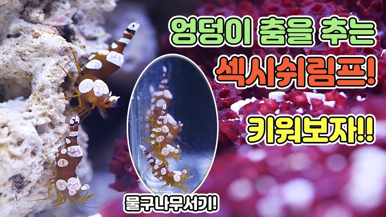 ⁣꼬리 춤을 추는 새우가 있다!? 섹시쉬림프의 매력속으로 빠져보아요~[TV생물도감]