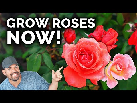 Growing Roses, A Complete Beginner's