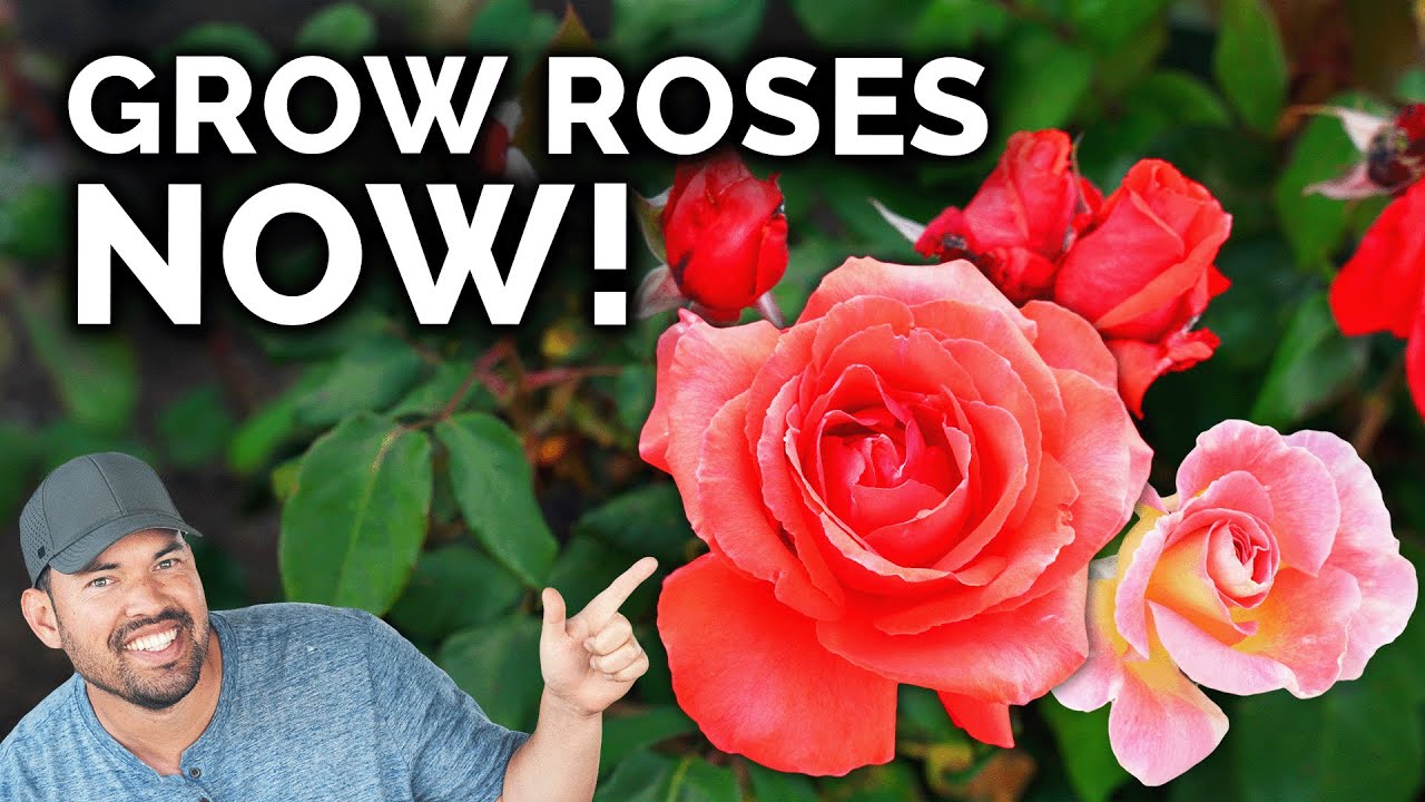 Growing Roses: How to Plant and Care for Roses