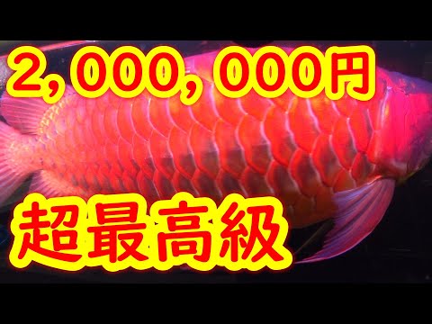 Permanent Edition] The expensive Asian arowana was amazing! It was