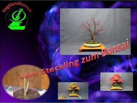 vom Steckling zum Bonsai