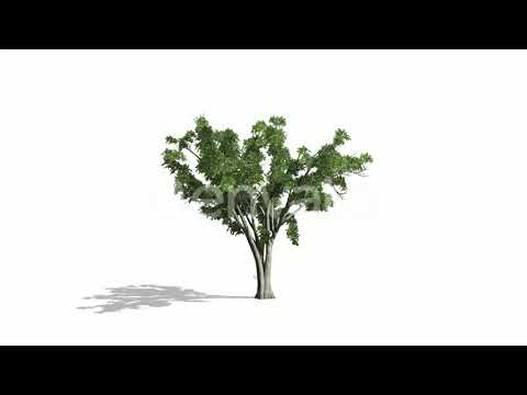 Realistic Tree Animation - YouTube