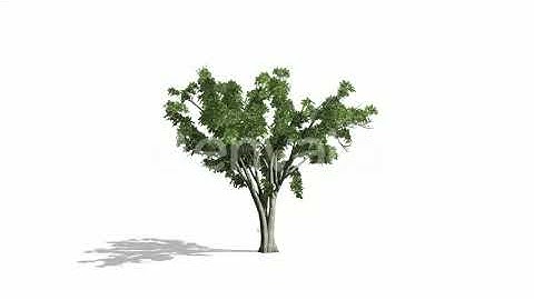 Realistic Tree Animation