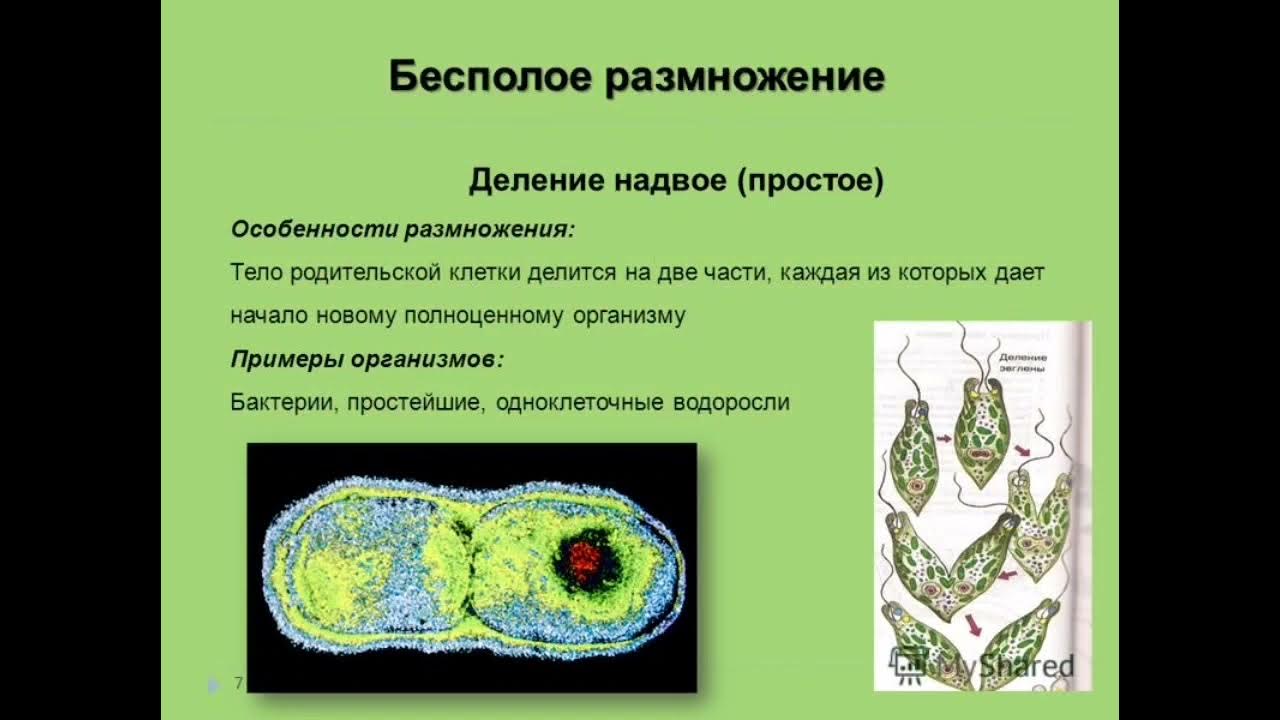 наиболее древняя и самая простая форма бесполого размножения это. таблица по биологии способы бесполого размножения. бесполое размножение таблица способ размножения особенности. таблица по биологии 9 класс способы бесполого размножения. деление тела размножение примеры.