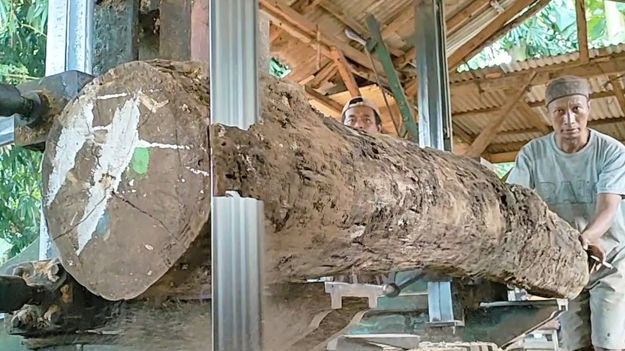 sawing dry teak wood trunks full of old and fine grain into quality ...