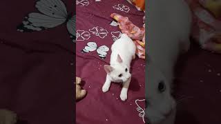 A jugar antes de dormir #copito #cat