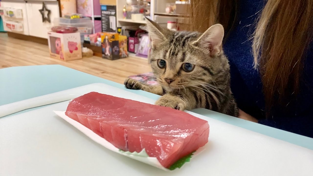 子猫 刺身 いつから