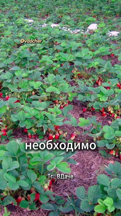 Способы посадки клубники для хорошего урожая 🍓 - YouTube
