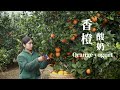 Big and sweet oranges, Pick them up and make orange yogurt with all the rind left香橙酸奶 ▎Lizhangliu