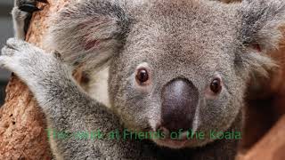 This week at Friends of the Koala with Triumph