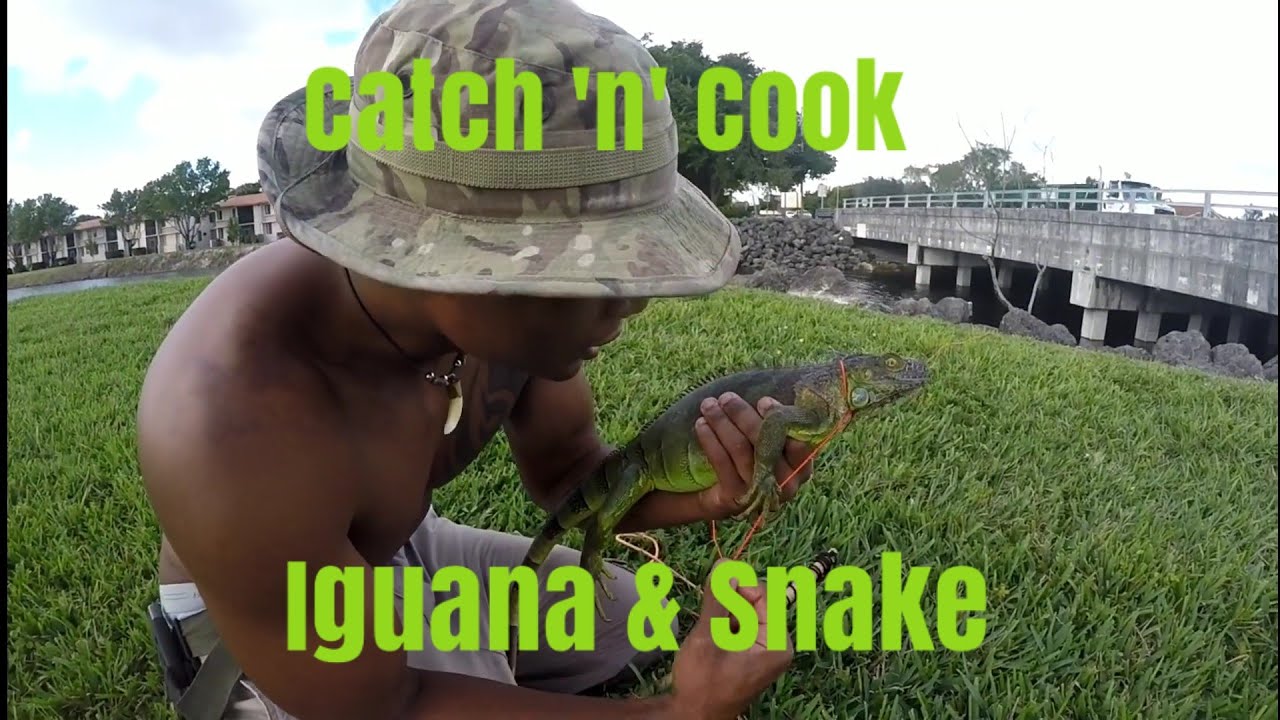 Best Fed Iguana Snake Keepers Catch Live Treats preview