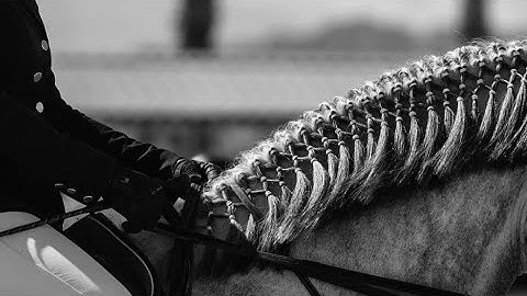 FOCUS ON YOUR DREAM | Equestrian Motivation Video