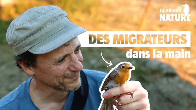 Comment nourrir correctement les oiseaux en hiver ? - La Salamandre